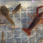 日本の川で色々な生き物を捕獲して観察。カエル、ザリガニ、魚。