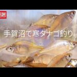 手賀沼で寒タナゴ釣り｜寒タナゴのシーズンは終わりだとか｜短竿釣り師の独り言