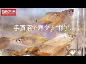 手賀沼で寒タナゴ釣り｜寒タナゴのシーズンは終わりだとか｜短竿釣り師の独り言