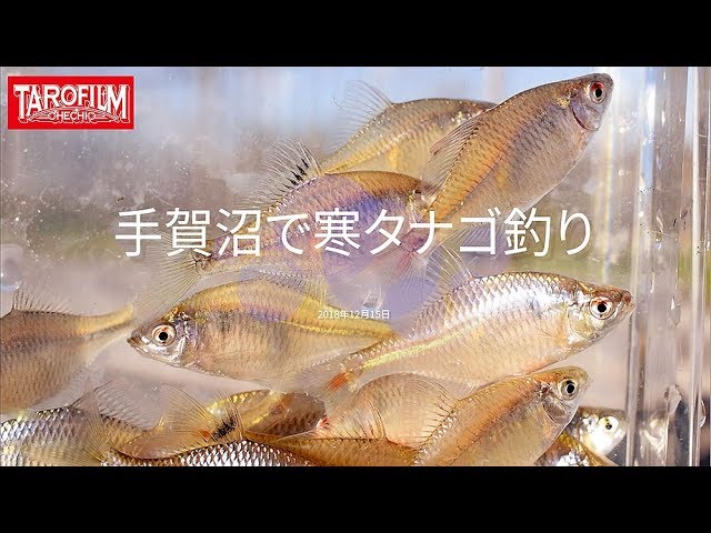 手賀沼で寒タナゴ釣り|寒タナゴのシーズンは終わりだとか|短竿釣り師の独り言