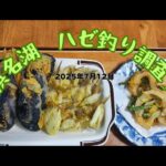 浜名湖　ハゼ釣り調査！　　＃浜名湖釣り　＃浜名湖ハゼ釣り　＃ハゼ釣り