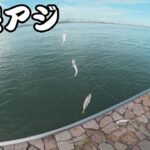 【浜名湖】アジングとサビキで遊べる夏の海釣り公園
