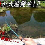 肉食魚だらけで釣り堀よりも釣れてヤバ過ぎる！！！