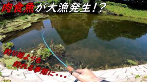 肉食魚だらけで釣り堀よりも釣れてヤバ過ぎる!!!