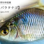 【タイリクバラタナゴ】管理釣り場でタナゴ釣り