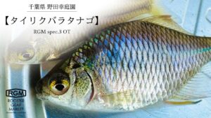 【タイリクバラタナゴ】管理釣り場でタナゴ釣り