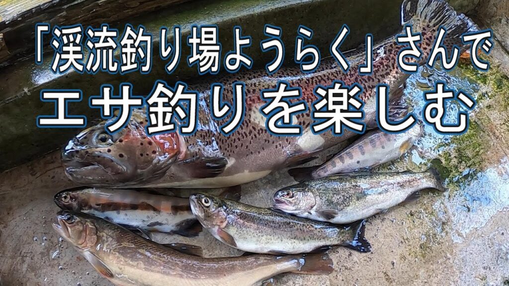 群馬県の管理釣り場「ようらく」さんでエサ釣り、バーベキュー、黄金イクラ実食