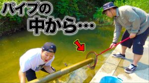 近所の川にザリガニを釣りに行ったら面白すぎて大興奮！？