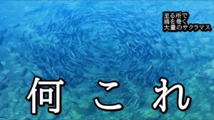 積丹の川でサクラマスが渦を巻く理由【 北海道 釣り 水中映像 】