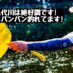 【米代川鮎釣り】今年の米代川は絶好調です! どこでも釣れてます!