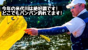 【米代川鮎釣り】今年の米代川は絶好調です! どこでも釣れてます!