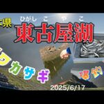 夏ワカサギ　爆釣！　栃木県東古屋湖　#ワカサギ釣り #夏ワカサギ#東古屋湖#シマノ #レイクマスター