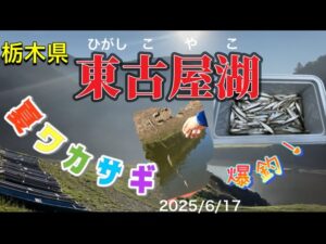 夏ワカサギ　爆釣！　栃木県東古屋湖　#ワカサギ釣り #夏ワカサギ#東古屋湖#シマノ #レイクマスター