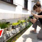 住宅街の用水路にとんでもない魚が…