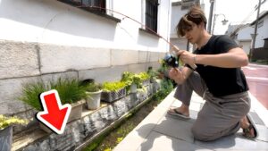 住宅街の用水路にとんでもない魚が…