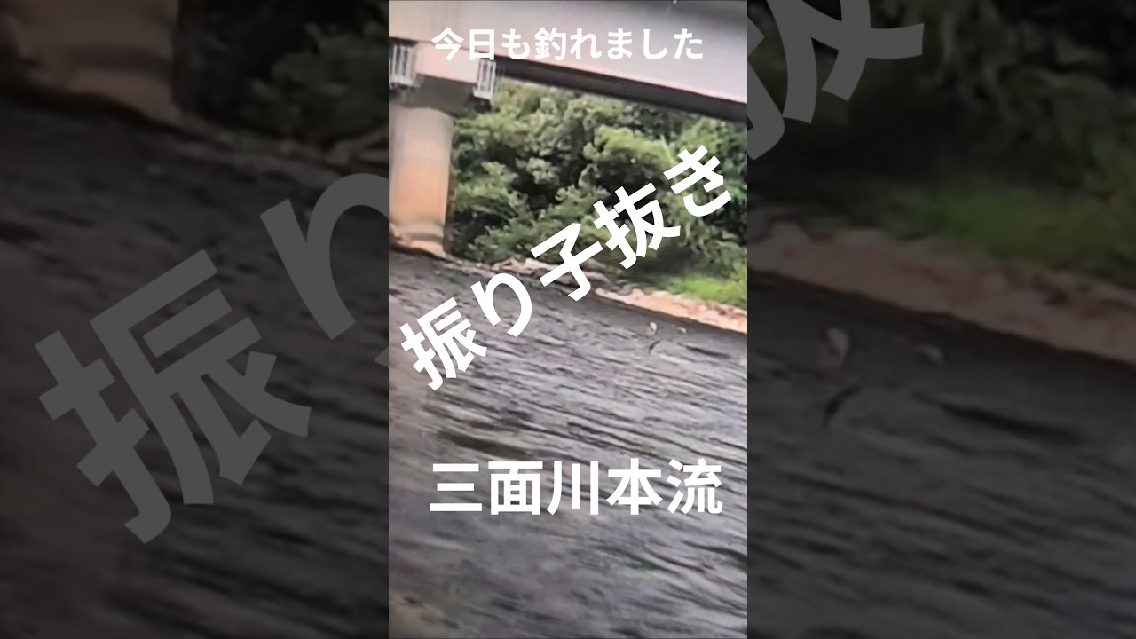 今日も釣れました三面川　#釣り  #新潟の釣り  #鮎釣り