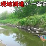 何だかんだで川魚は現地調達が一番釣れます