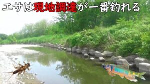何だかんだで川魚は現地調達が一番釣れます