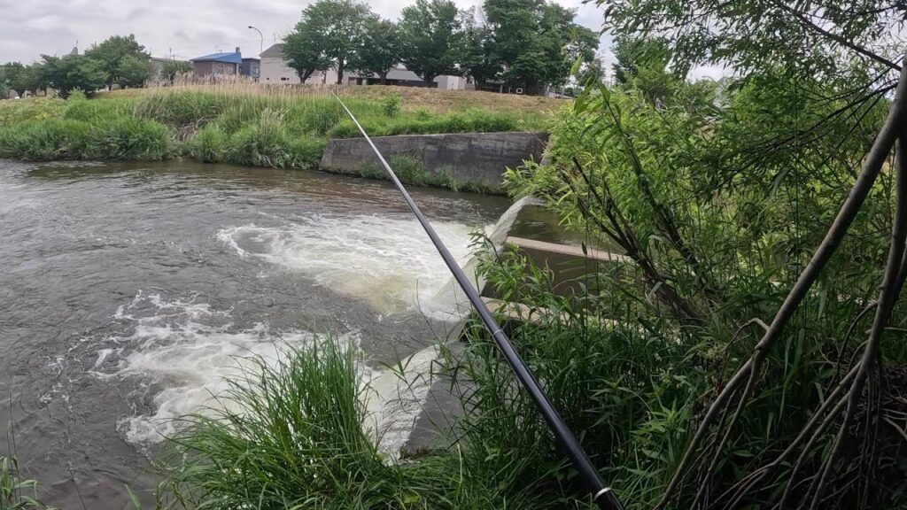 厚別川 熊が出没しないであろう市街地で釣り