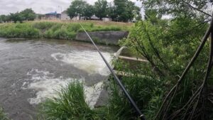 厚別川 熊が出没しないであろう市街地で釣り