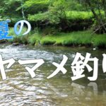 初夏のヤマメ釣り【渓流エサ釣り】
