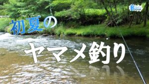初夏のヤマメ釣り【渓流エサ釣り】
