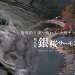 銀桜サーモン -管理釣り場で釣れる大型サクラマス -