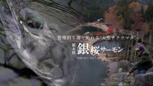 銀桜サーモン -管理釣り場で釣れる大型サクラマス -