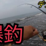 超朝一から遠州灘サーフへ釣りに行ったら…