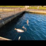 夏休みファミリーさん必見！浜名湖サビキ釣りを簡単に楽しむ方法【浜名湖釣り】🎣