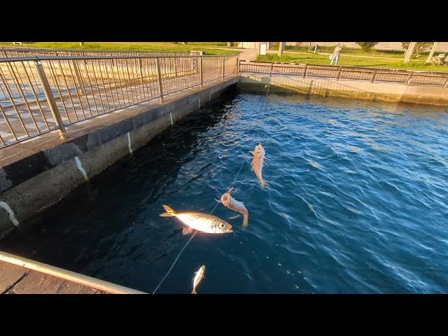 夏休みファミリーさん必見！浜名湖サビキ釣りを簡単に楽しむ方法【浜名湖釣り】🎣