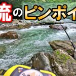 増水と濁りで渡れない！〇〇は意外と激流に潜んでいる⁉