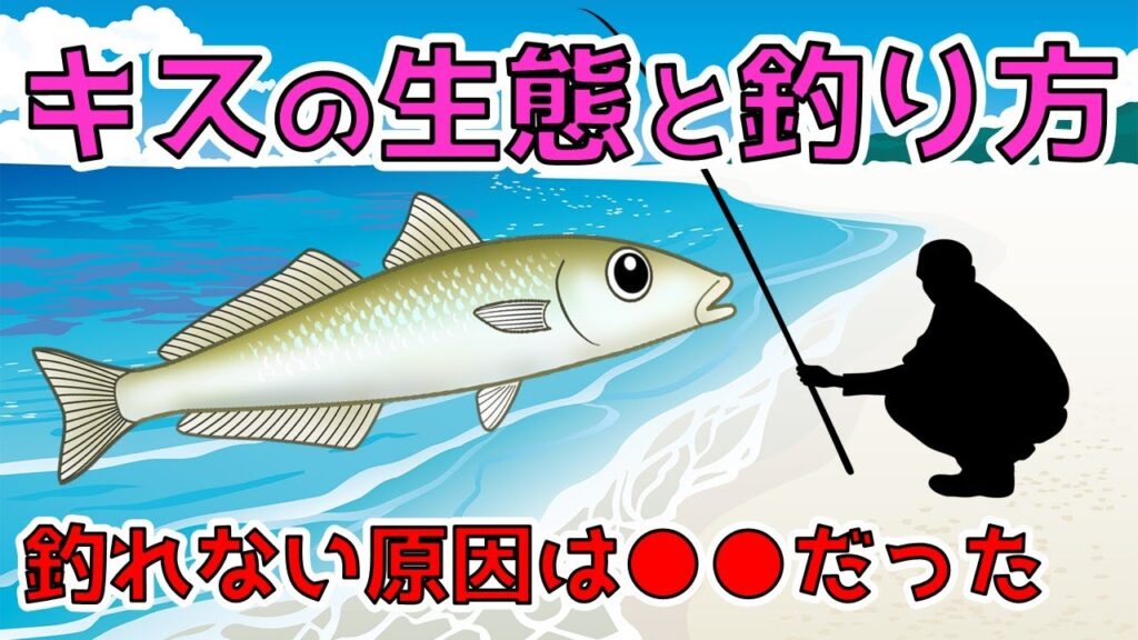 【キス釣りの極意】これからが旬！キスの生態や釣り方を勉強して釣果アップ‼