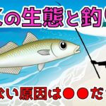 【キス釣りの極意】これからが旬！キスの生態や釣り方を勉強して釣果アップ‼