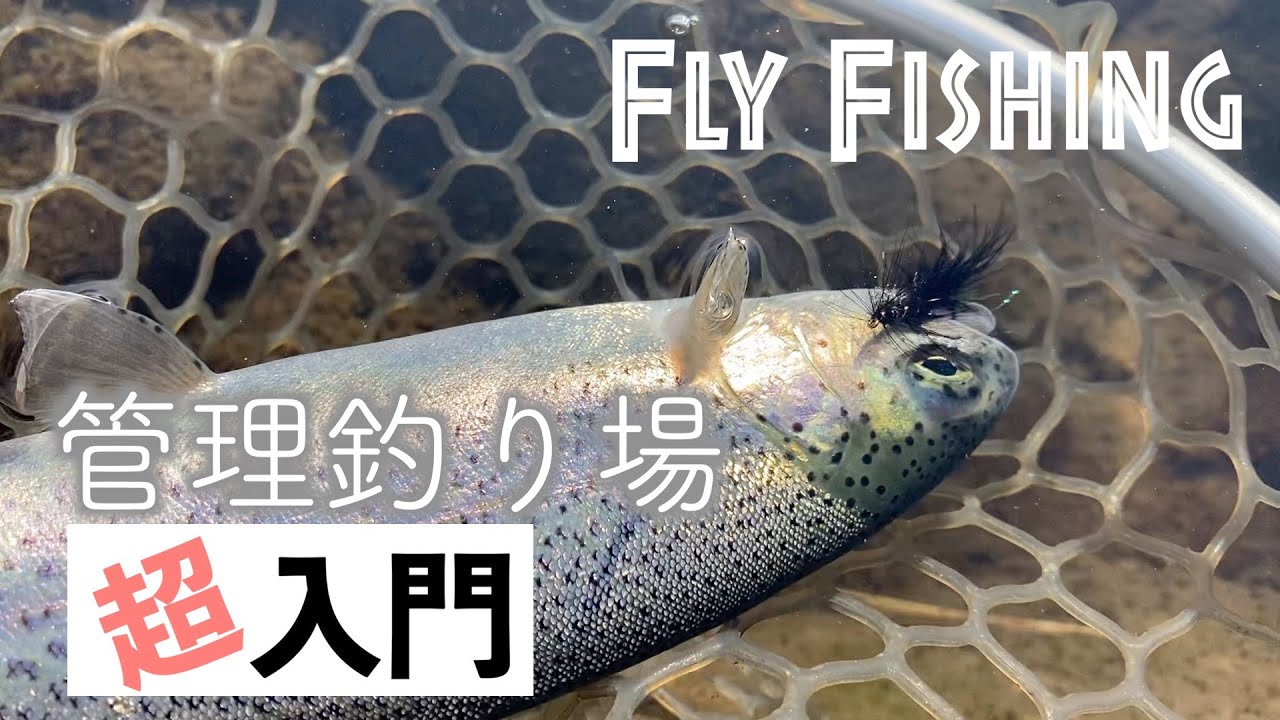 【簡単に釣れる!】フライフィッシング入門 管理釣り場