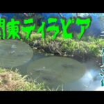 関東でティラピア繫殖中？　噂の手賀沼水路を釣り探る