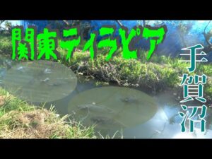 関東でティラピア繫殖中? 噂の手賀沼水路を釣り探る