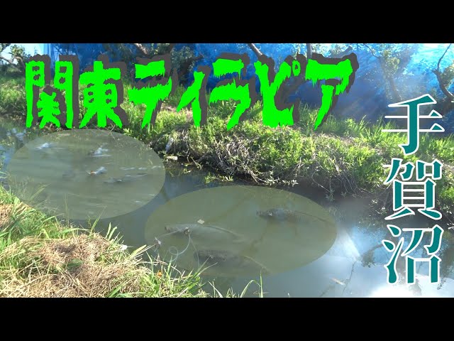 関東でティラピア繫殖中？　噂の手賀沼水路を釣り探る