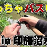 【印旛沼水系】印旛ってこんなにバスいるの？