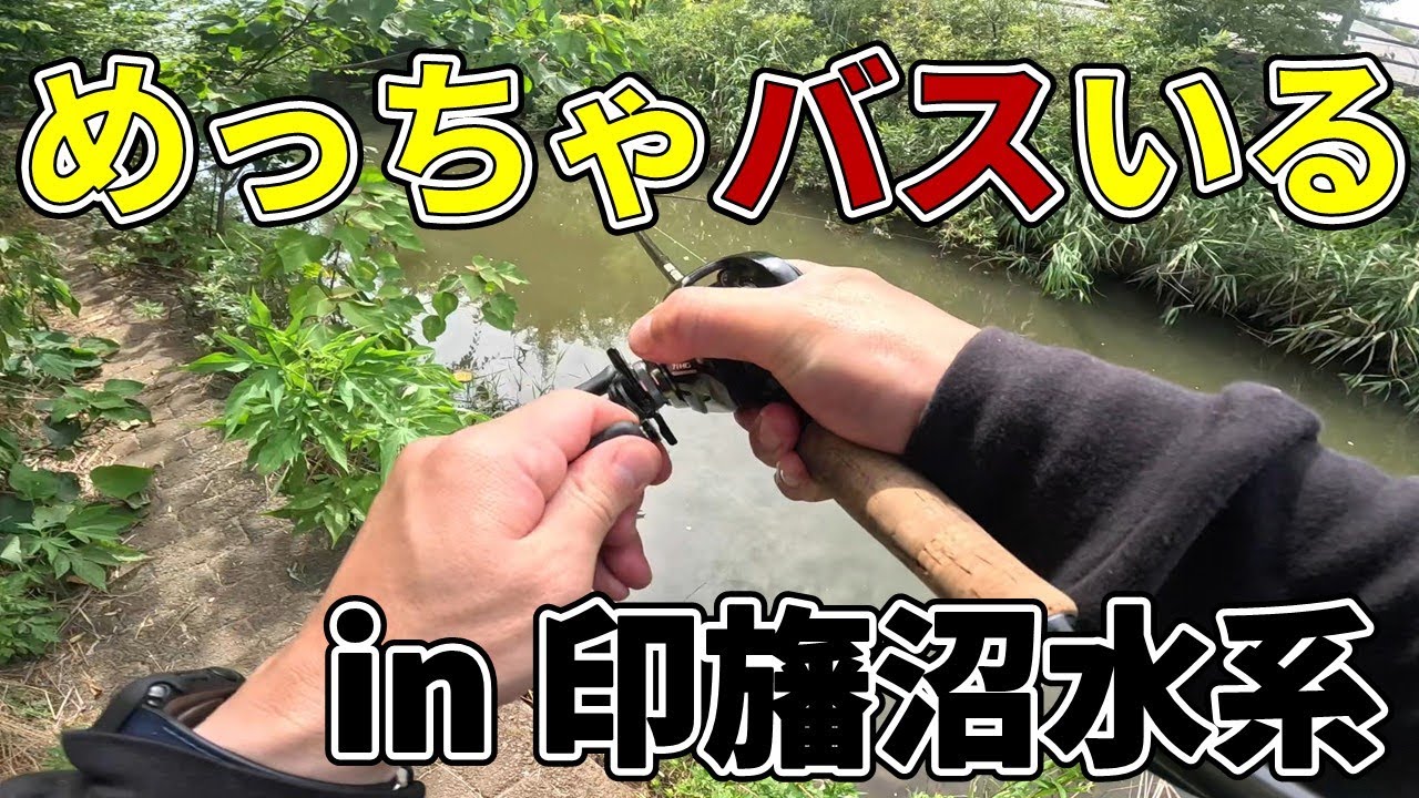 【印旛沼水系】印旛ってこんなにバスいるの?