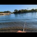 最速直近📢裏弁天【浜名湖白鱚最強水路】入ってきているのか？