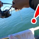 【浜名湖でかぶせ釣り】釣り/海釣り/かぶせ釣り/静岡県/浜名湖/新居/グレ/チヌ/クロダイ/コブダイ/イシダイ