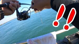 【浜名湖でかぶせ釣り】釣り/海釣り/かぶせ釣り/静岡県/浜名湖/新居/グレ/チヌ/クロダイ/コブダイ/イシダイ