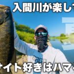 【バス釣り】教えたくないけど夏は入間川がおすすめ　スモールマウスバス