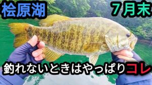 【桧原湖バス釣り】釣れないときはやっぱりコレ!【7月末】