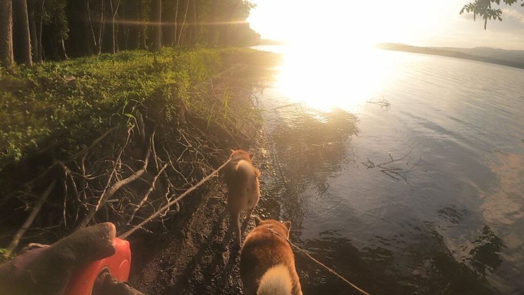 沼の畔で車中泊、夜のぶっ込釣り！！夜中の沼は怖い