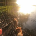 沼の畔で車中泊、夜のぶっ込釣り！！夜中の沼は怖い