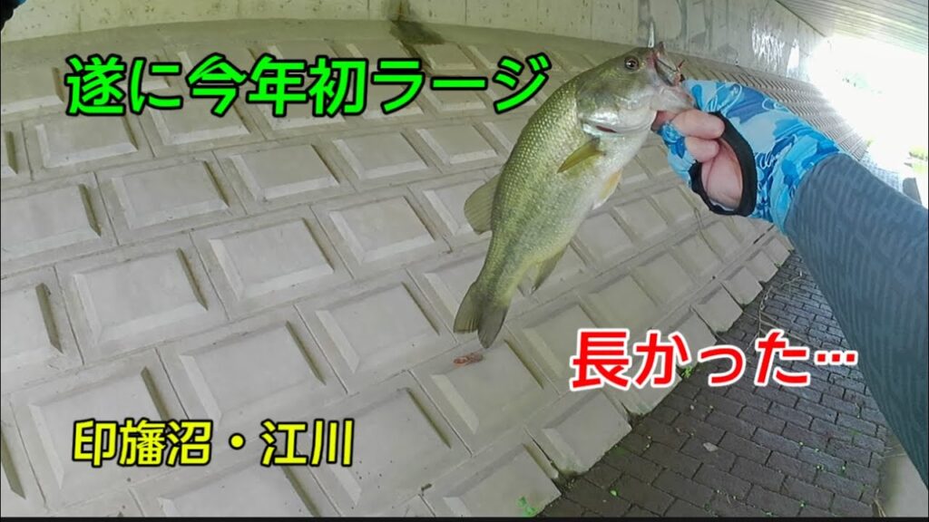 【印旛沼・江川】ようやく来た今年初ラージ！！ゲジーノーシンカーで！