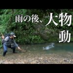 【魚の荒食い】大雨の後に渓流釣りで起きること