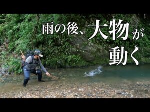 【魚の荒食い】大雨の後に渓流釣りで起きること